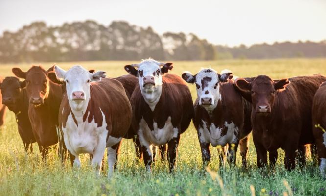Que les animaux soient traités comme il se doit. Ce sont des êtres vivants, tout comme nous !