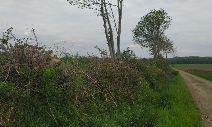 Ni véloroute, ni voie verte entre Riec-sur-Bélon et Moëlan-sur-Mer, oui aux sols naturels !