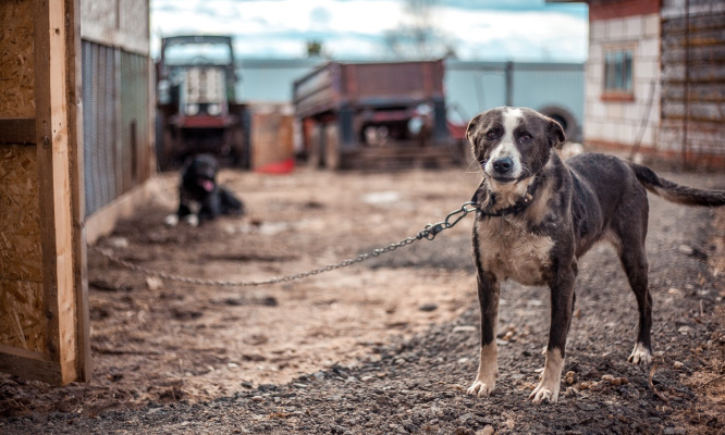 Refuge de Wavrin : une peine exemplaire pour les responsables !
