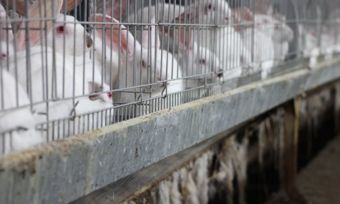 Animaux = êtres vivants !