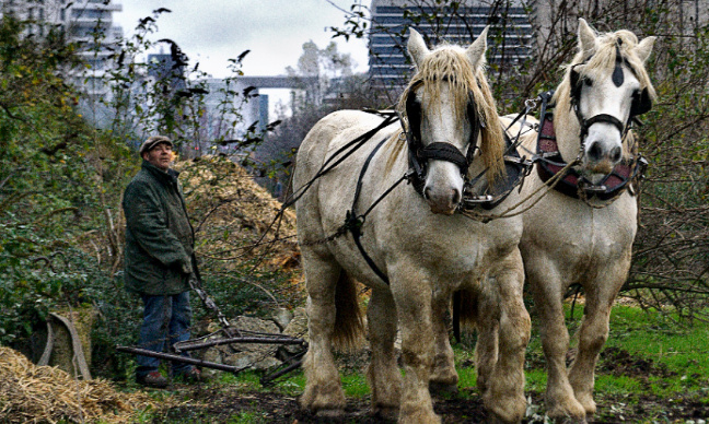 La mairie de Nanterre veut tuer la Ferme du Bonheur, nous disons non !