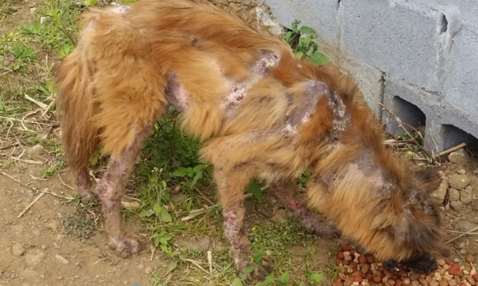 ILE DE  LA REUNION - STOP AU MASSACRE SANS SOMMATION  DE TOUS LES CHIENS ERRANTS DE L'OUEST