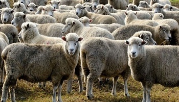 Respectons les moutons !