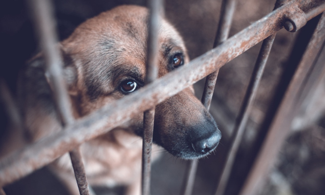 Respect des animaux : pour qu'ils soient représentés à l'Assemblée nationale