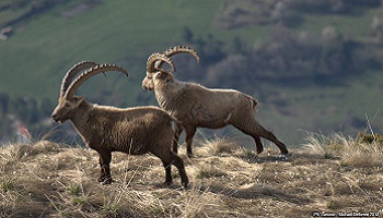 Halte au massacre des bouquetins dans les alpes