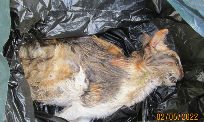 Stop à l'empoisonnement des chats