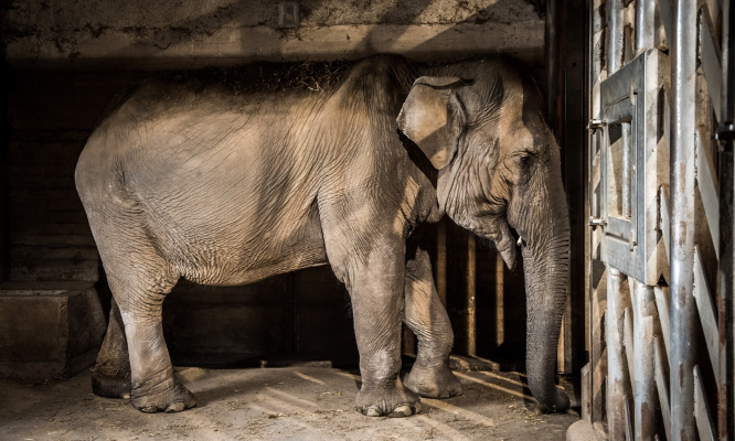 Non à la détention d'animaux dans les parcs d'attractions !
