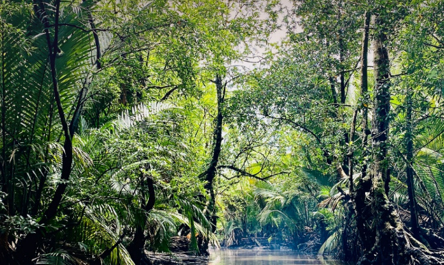 Ensemble, remettons les forêts au cœur de nos vies.