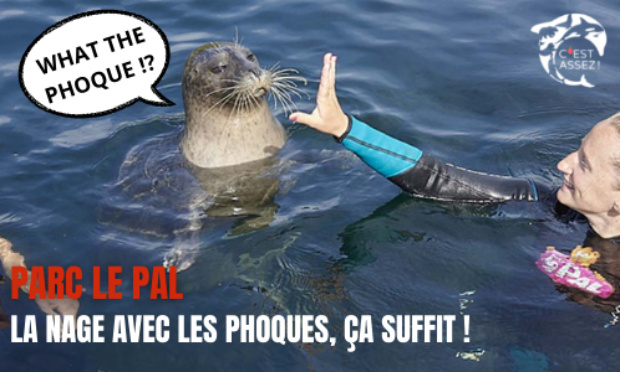 Parc le PAL : La nage avec les phoques, ça suffit !