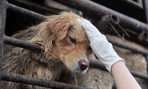 Interdire l'importation du cuir provenant de Chine