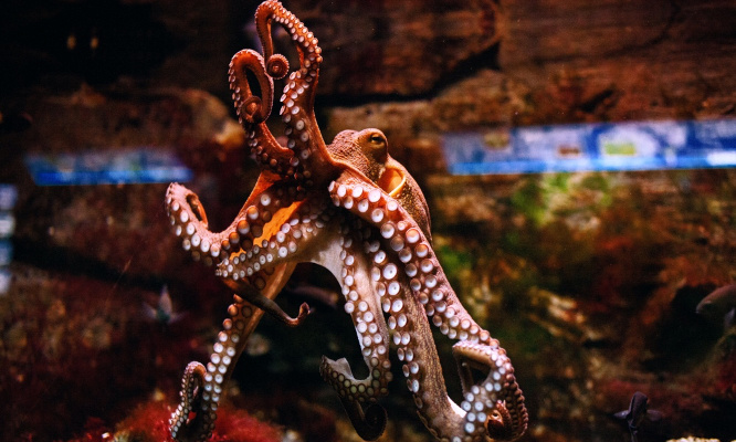 Non au projet d'élevage de Pieuvres ( Poulpes ) aux Grandes Canaries en 2023