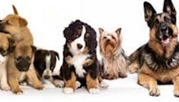 Continuer mon activité comme éleveur