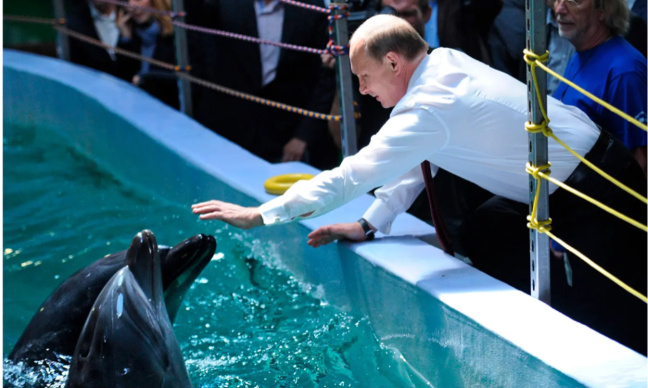 STOP à l'utilisation des dauphins dans des guerres !