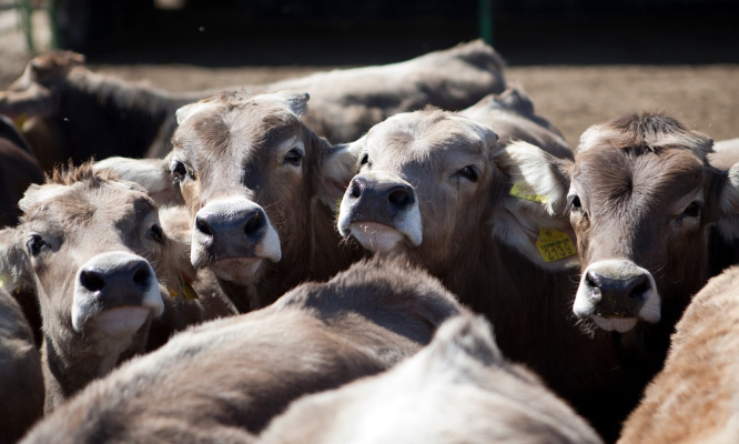 Stop aux élevages intensifs !