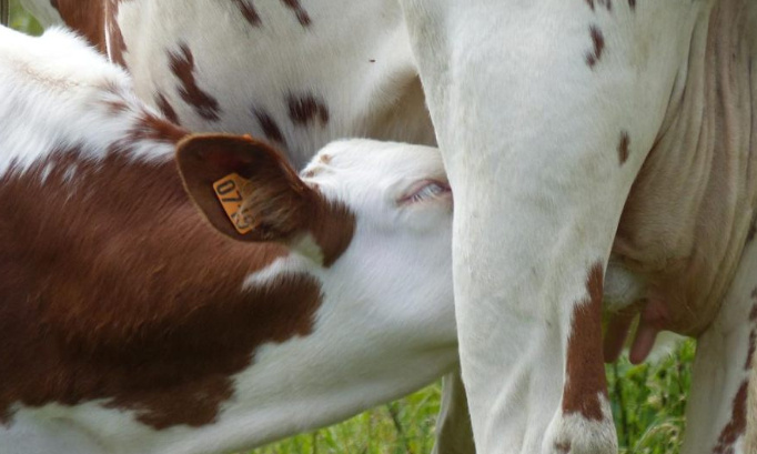 Pour que les veaux ne soient plus séparés de leur mère !