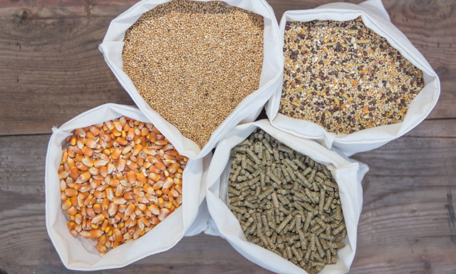 Stop à l'augmentation de la nourriture pour les animaux !