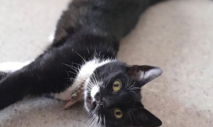 Justice pour Rita, jetée par la fenêtre !