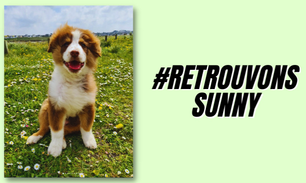 Pour retrouver Sunny, un jeune chiot de 4 mois kidnappé en Bretagne.