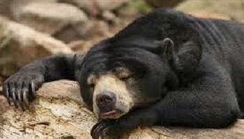 Ne cautionnez pas le massacre animalier !