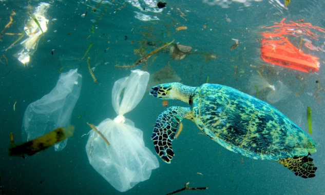 Urgence environnementale : moins de déchets, plus de tortues !