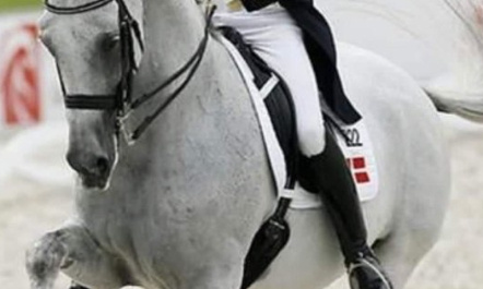 Equitation : pour le brevet de dressage