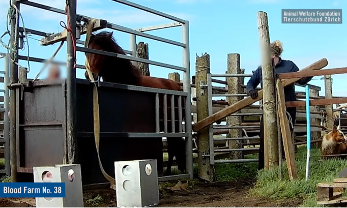Fermes de sang en Islande : Sauvons les juments !