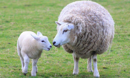 Pour un vote populaire contre l'abattage sans étourdissement à Bruxelles !
