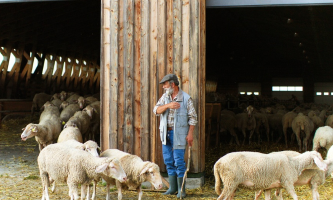 Vol de moutons : Laissez-les tranquilles !