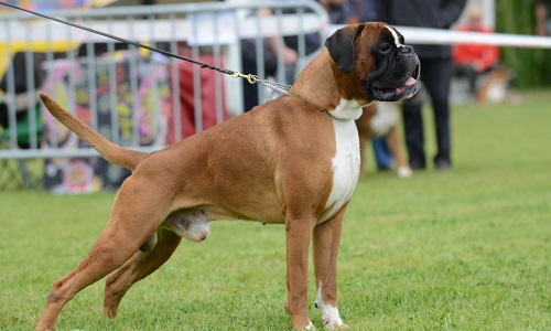 Sauver ce chien de son maître pour lui offrir une meilleure vie !