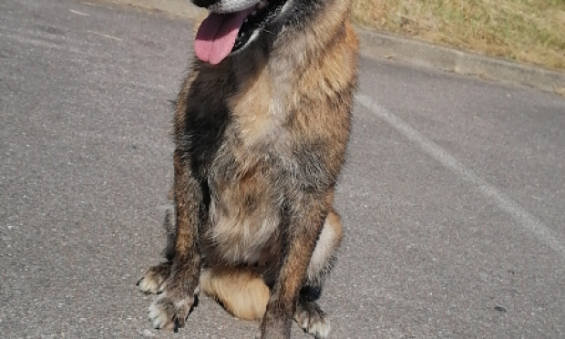 Pour simplifier les démarches pour récupérer son animal à la fourrière