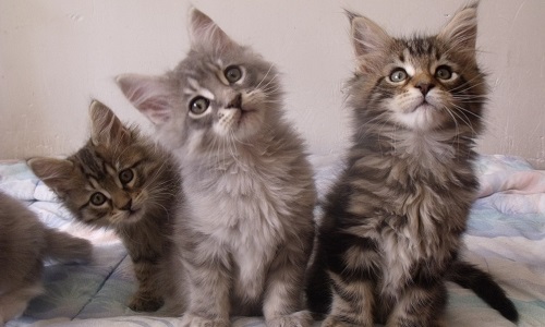 Pour récupérer mes 10 chats !