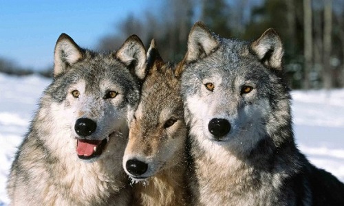 Stopper la chasse des loups en France