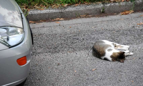 Pour la mise en place de mesures contre les fous du volants qui tuent des animaux !