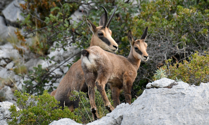 Non à la chasse aux chamois dans le Luberon !!!