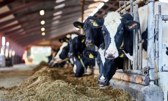 Animaux de ferme : Pour une loi reconnaissant comme normaux et naturels leurs sons et les émissions olfactives