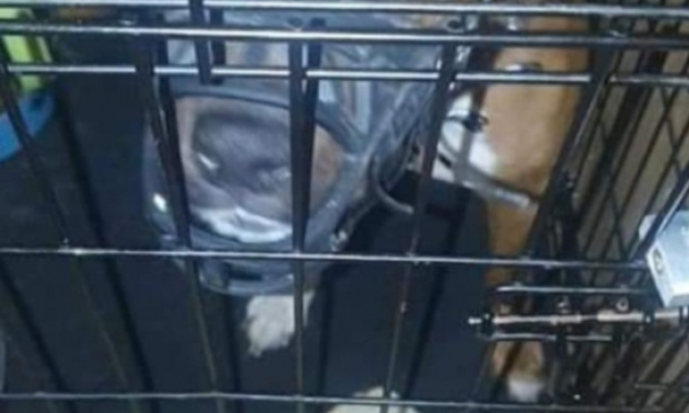 Justice pour le boxer Owen et ses amis