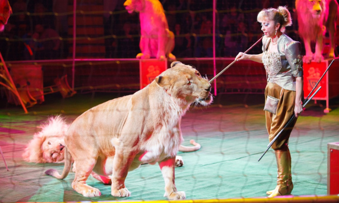 Pour l'interdiction du cirque Muller à Marseille