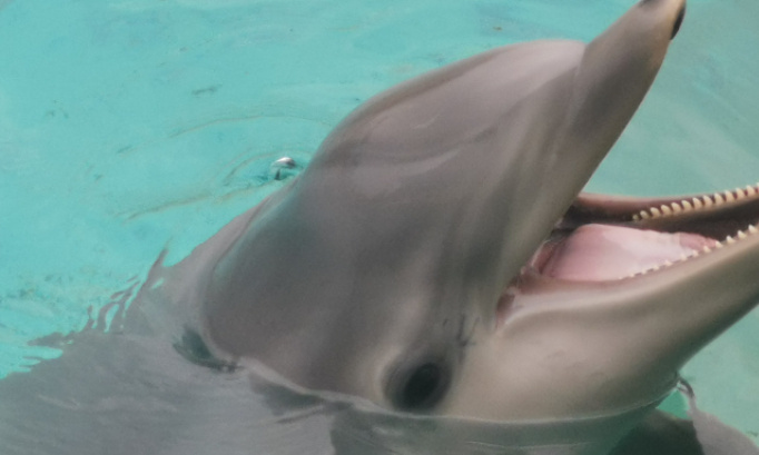 Pour que nos spectacles nocturnes reprennent au Marineland d'Antibes