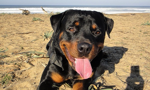 Révision de la loi concernant les chiens de catégorie 2, considérés comme non-dangereux après test et suppression de la muselière obligatoire