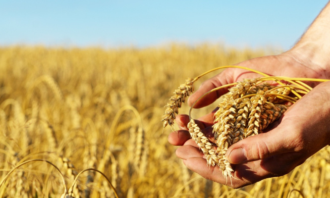 Pénurie : Pour la suppression des terres en jachère durant un an
