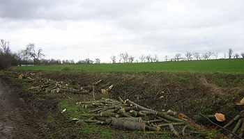 Interdire l'arrachage des haies