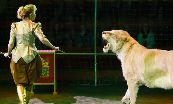 Stop à l'utilisation d'animaux dont les animaux sauvages chez Zavatta