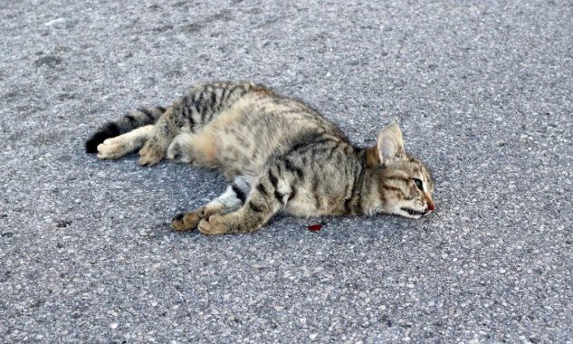 Protection des habitants et des animaux : pour des ralentisseurs au coeur de notre village !