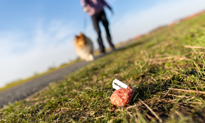 Stop à l'empoisonnement de nos animaux !