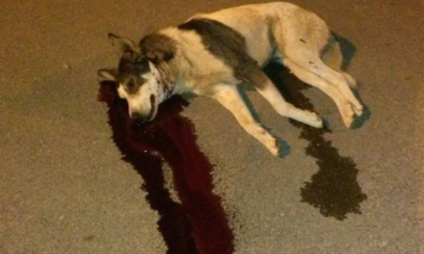 Maroc : Les persécutions et exterminations des chiens errants prennent de l'ampleur : appel au boycott touristique !!