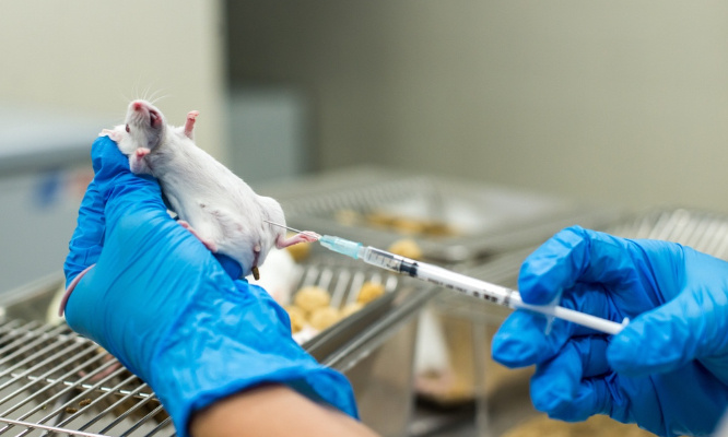 Expérimentation Animale - Nous voulons des évolutions rapidement !