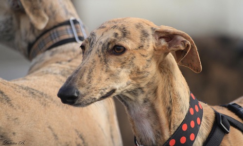 Fin de la chasse avec le lévrier en Espagne