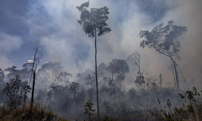 Stop à la déforestation