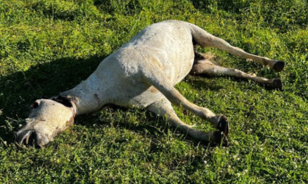 Urgent : Justice pour la jument mutilée à mort !