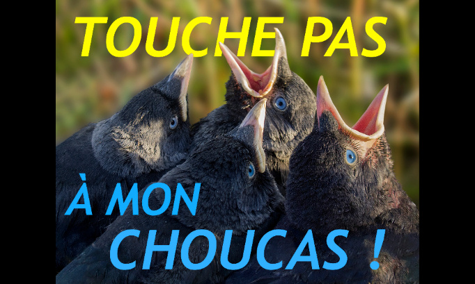TOUCHE PAS À MON CHOUCAS !